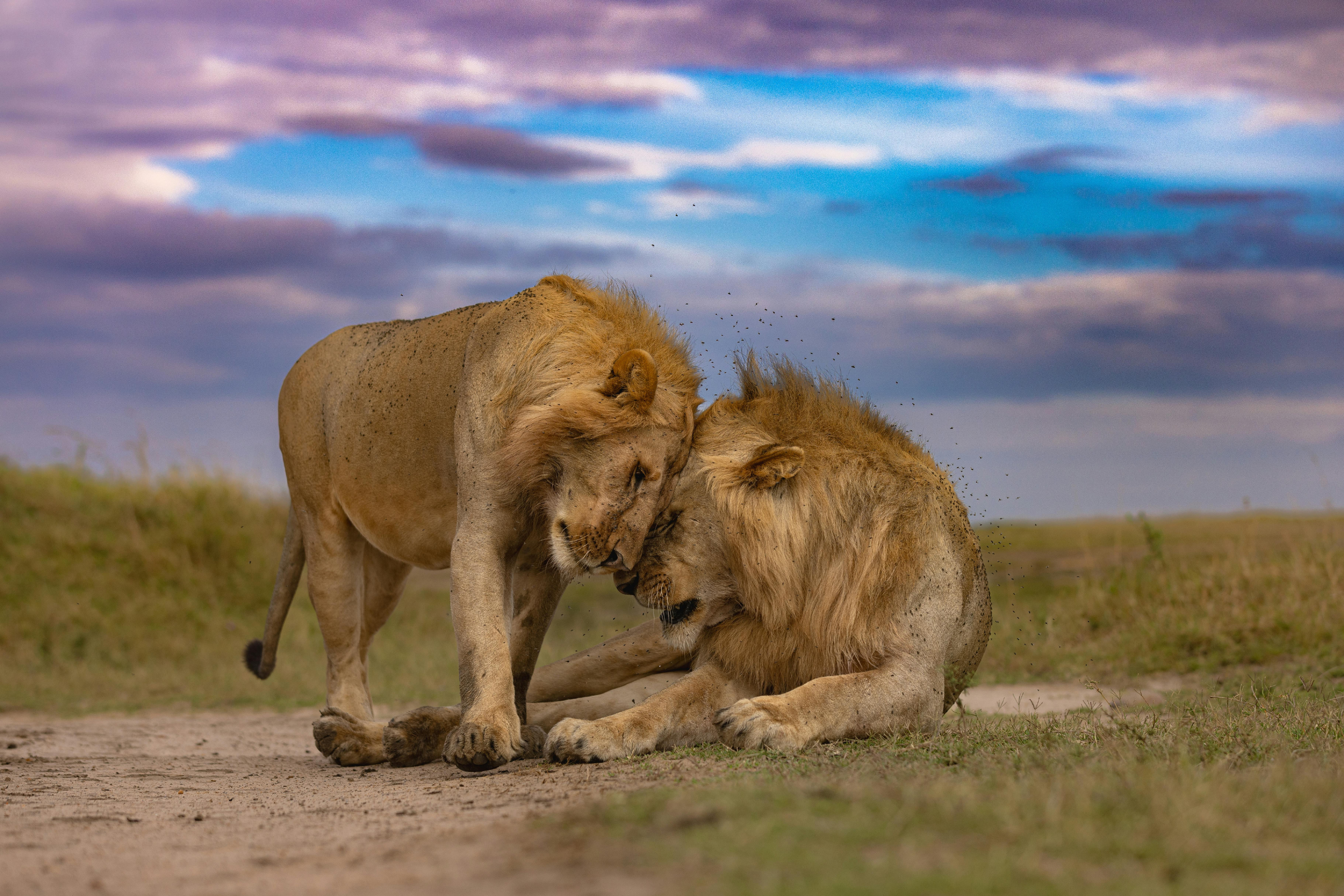 maasai mara national reserve.webp